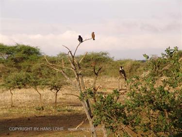 KENYA_2007,_Safari,_Tsavo_NP,_DSC05123H488