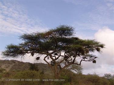 KENYA_2007,_Safari,_Tsavo_NP,_DSC05133H488