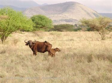 KENYA_2007,_Safari,_Tsavo_NP,_DSC05139H488