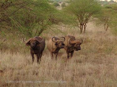 KENYA_2007,_Safari,_Tsavo_NP,_DSC05147H488