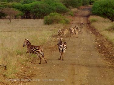 KENYA_2007,_Safari,_Tsavo_NP,_DSC05150H488