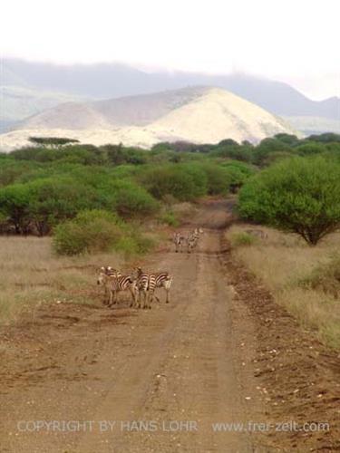 KENYA_2007,_Safari,_Tsavo_NP,_DSC05154_2H488