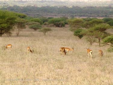 KENYA_2007,_Safari,_Tsavo_NP,_DSC05155H488