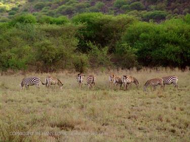 KENYA_2007,_Safari,_Tsavo_NP,_DSC05158H488