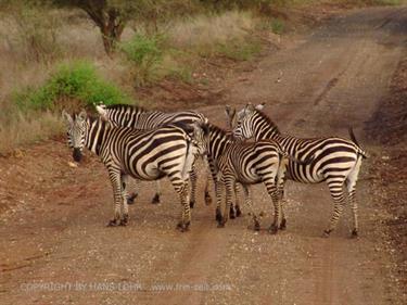 KENYA_2007,_Safari,_Tsavo_NP,_DSC05159H488