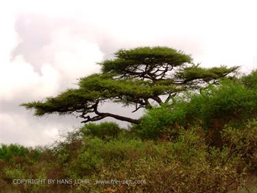 KENYA_2007,_Safari,_Tsavo_NP,_DSC05168H488