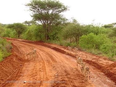 KENYA_2007,_Safari,_Tsavo_NP,_DSC05172H488