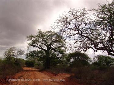 KENYA_2007,_Safari,_Tsavo_NP,_DSC05196_2H488