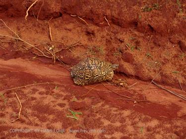 KENYA_2007,_Safari,_Tsavo_NP,_DSC05197H488