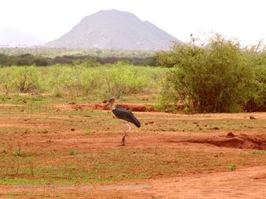 KENYA_2007,_Safari,_Tsavo_NP,_DSC05228H488