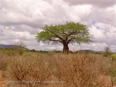 KENYA_2007,_Safari,_Tsavo_NP,_DSC05238H488