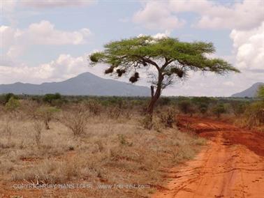 KENYA_2007,_Safari,_Tsavo_NP,_DSC05251H488