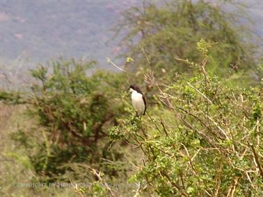 KENYA_2007,_Safari,_Tsavo_NP,_DSC05253H488