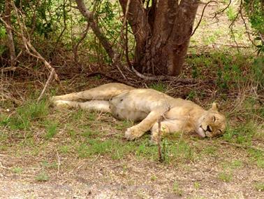 KENYA_2007,_Safari,_Tsavo_NP,_DSC05254H488