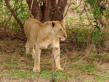 KENYA_2007,_Safari,_Tsavo_NP,_DSC05256H488