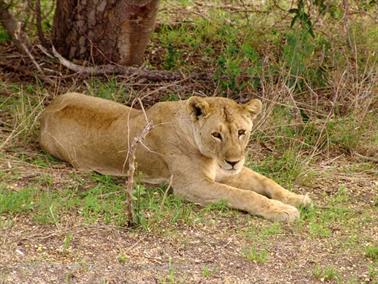 KENYA_2007,_Safari,_Tsavo_NP,_DSC05262H488