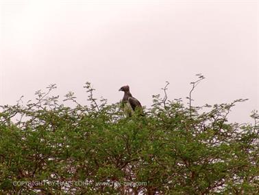 KENYA_2007,_Safari,_Tsavo_NP,_DSC05270H488