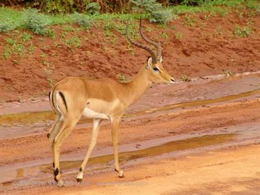 KENYA_2007,_Safari,_Tsavo_NP,_DSC05292H488