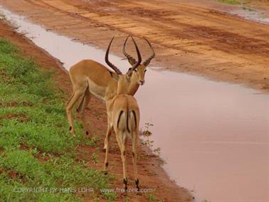 KENYA_2007,_Safari,_Tsavo_NP,_DSC05294_2H488