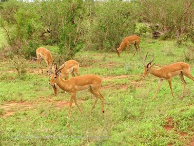 KENYA_2007,_Safari,_Tsavo_NP,_DSC05295H488