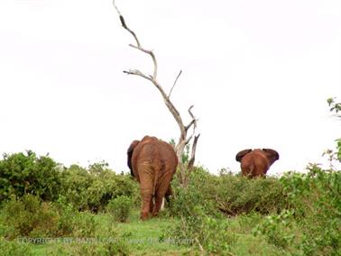 KENYA_2007,_Safari,_Tsavo_NP,_DSC05310H488