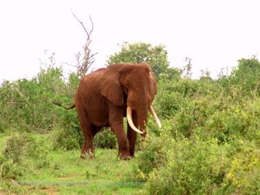 KENYA_2007,_Safari,_Tsavo_NP,_DSC05314_2H488