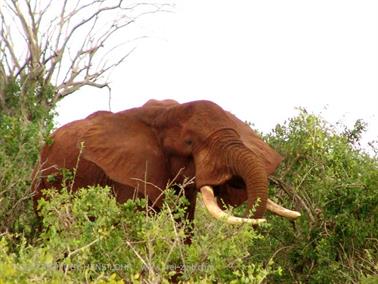 KENYA_2007,_Safari,_Tsavo_NP,_DSC05319H488