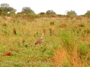 KENYA_2007,_Safari,_Tsavo_NP,_DSC05325H488