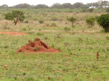 KENYA_2007,_Safari,_Tsavo_NP,_DSC05329H488