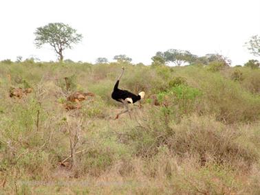 KENYA_2007,_Safari,_Tsavo_NP,_DSC05333H488