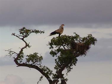 KENYA_2007,_Safari,_Tsavo_NP,_DSC05341_2H488