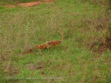 KENYA_2007,_Safari,_Tsavo_NP,_DSC05345H488