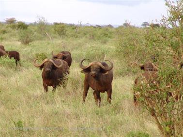 KENYA_2007,_Safari,_Tsavo_NP,_DSC05355H488