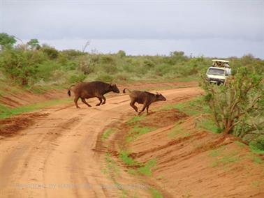 KENYA_2007,_Safari,_Tsavo_NP,_DSC05357H488