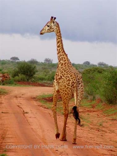 KENYA_2007,_Safari,_Tsavo_NP,_DSC05372_4H488