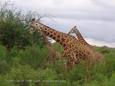 KENYA_2007,_Safari,_Tsavo_NP,_DSC05374H488