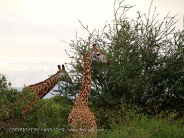 KENYA_2007,_Safari,_Tsavo_NP,_DSC05380H488