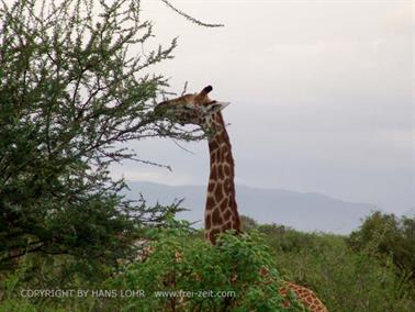 KENYA_2007,_Safari,_Tsavo_NP,_DSC05381H488