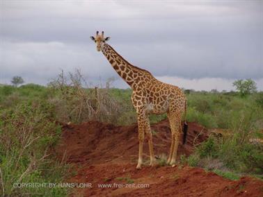 KENYA_2007,_Safari,_Tsavo_NP,_DSC05383H488