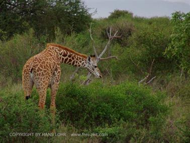 KENYA_2007,_Safari,_Tsavo_NP,_DSC05385H488