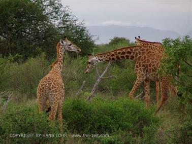 KENYA_2007,_Safari,_Tsavo_NP,_DSC05386H488