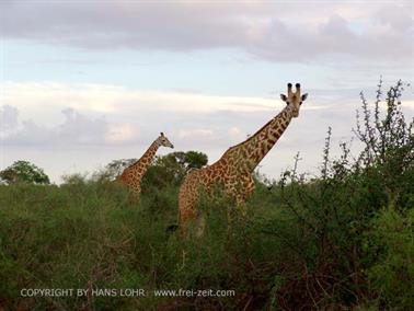 KENYA_2007,_Safari,_Tsavo_NP,_DSC05394H488