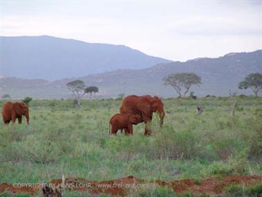 KENYA_2007,_Safari,_Tsavo_NP,_DSC05409H488