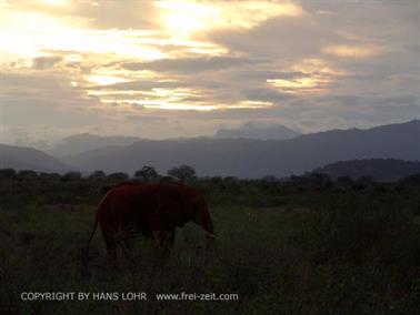 KENYA_2007,_Safari,_Tsavo_NP,_DSC05416H488