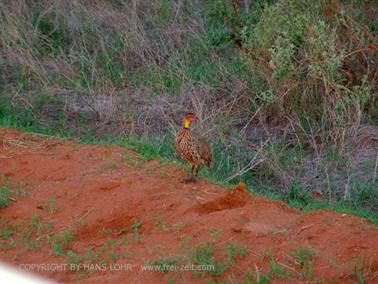 KENYA_2007,_Safari,_Tsavo_NP,_DSC05417H488