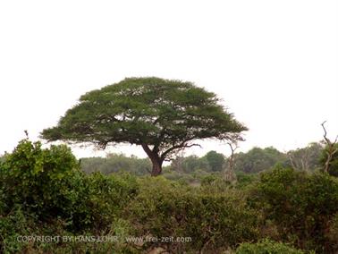 KENYA_2007,_Safari,_Tsavo_NP,_DSC05433H488