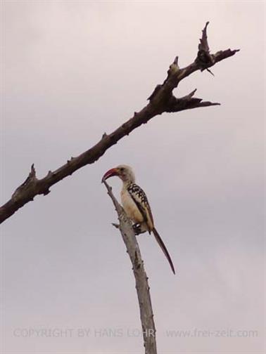 KENYA_2007,_Safari,_Tsavo_NP,_DSC05436H488