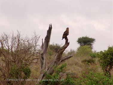 KENYA_2007,_Safari,_Tsavo_NP,_DSC05441H488