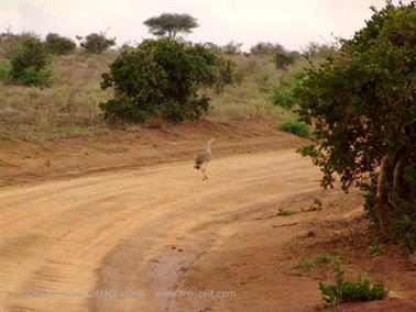 KENYA_2007,_Safari,_Tsavo_NP,_DSC05443H488