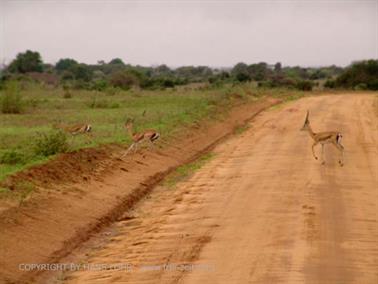 KENYA_2007,_Safari,_Tsavo_NP,_DSC05451H488